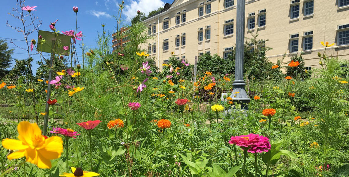 Banner Image of crops growing in the Sustainable Carolina Garden