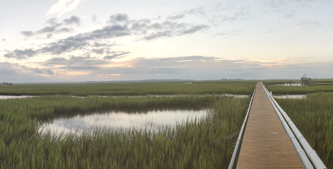 View from roof of baruch institute over marsh