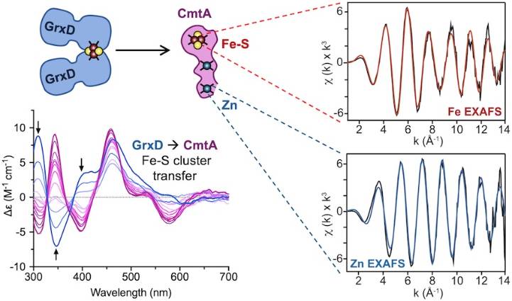 CmtA