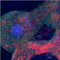 microscopic view of tissue